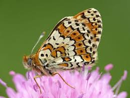 Image result for Melitaea cinxia