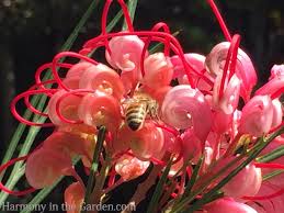 Image result for Grevillea