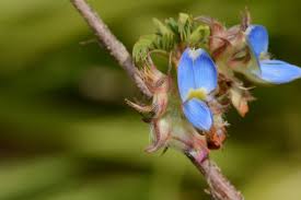 Image result for Kotschya uguenensis