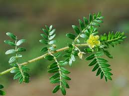 Image result for Tribulus
