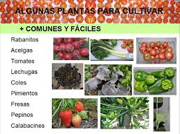 Resultado de imagen de PLANTAS COMUNES con sus nombres