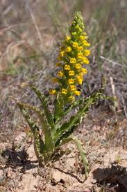 Image result for Corycium