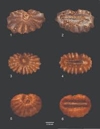 Image result for Polyspatha paniculata