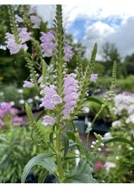 Image result for Physostegia