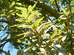 Image result for Nageia nagi