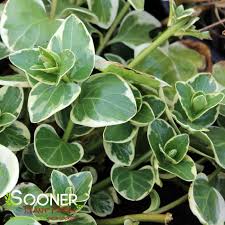 Image result for Vinca major