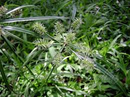 Image result for Cyperus cyperoides