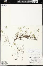 Image result for Marsilea subterranea