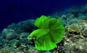 I had a perfect year this year with no fish losses during shipping, wohoo! 30 Amazing Types Of Betta Fish Interesting Facts And Features
