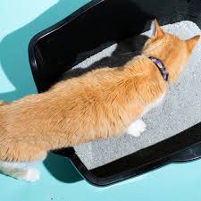 Snapklik.Com : Sprinkle & Sweep Litter Box Deodorizer - Cat Litter  Deodorizer Non Toxic And Safe For Kittens - Litter Deodorizer Instantly  Eliminates Foul Litter And Urine Odors