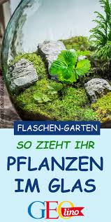 Diy Der Flaschengarten Wir Ziehen Pflanzen Im Glas Und Zeigen Euch Wie Ihr Selbst Einen Flaschengarten Anlegt Basteln Garten Diy Bitki Garten Basteln