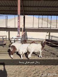 ذبايح الرياض من مؤسسه الموارد ذبايح للبيع بالرياض ذبايح في الرياض ذبايح الموارد بالرياض ذبايح الرياض ذبايح للبيع في الرياض animals goats