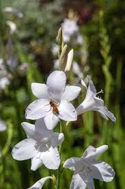 Image result for Watsonia borbonica