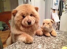 Check spelling or type a new query. 23 Adorable Teddy Bear Like Puppies