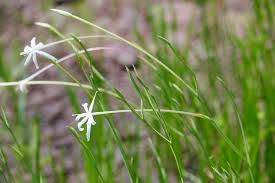 Image result for Afrosolen schimperi