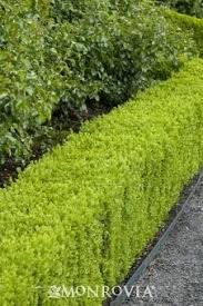 Maybe you would like to learn more about one of these? Dwarf English Boxwood Garden Hedges Hedging Plants Garden Hedge