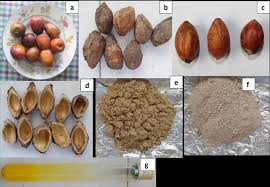 Image result for Anisophyllea boehmii