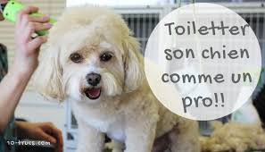 Toiletter Son Chien Soi Meme A La Maison Toilettage Chien Tondeuse Pour Chien Salons De Toilettage Pour Chien