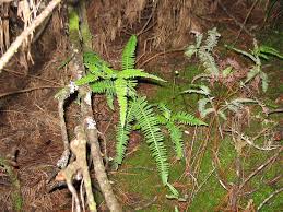 Image result for Disperis reichenbachiana