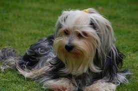 Histoire Du Bichon Havanais