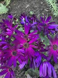 Image result for Cineraria