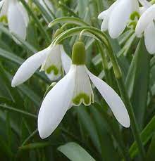 Snowdrop Flower An Early Spring Flower Early Spring Flowers Spring Flowering Bulbs Flowers