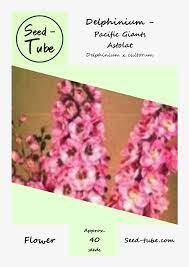 Delphinium Pacific Giants Astolat Seed Tube