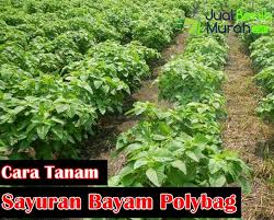 Sayuran yang satu ini ternyata bisa kamu tanam di rumah dengan mudah, lho. 6 Panduan Mudah Menanam Bayam Dalam Polybag Jualbenihmurah Com