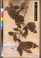 Image result for Lasiodiscus mannii