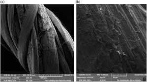 Image result for Schizozygia coffaeoides