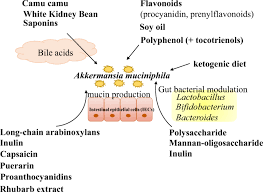 A clinical study demonstrated a significant reduction in a1c and blood sugar spikes.* patented formulation. The Interaction Of Akkermansia Muciniphila With Host Derived Substances Bacteria And Diets Springerlink