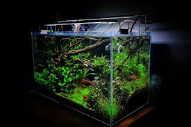 Cukup mudah sob, anda perlu meletakkan kayu atau batu ke dalam akuarium. Rekomendasi Tanaman Aquascape Bagi Para Pemula Berkeluarga