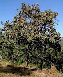 Image result for Combretum engleri