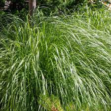 It will survive winter only in zone 8 and warmer. How To Grow And Care For Lemongrass