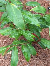 Image result for Siphonochilus brachystemon