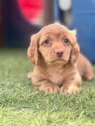 Any long haired dachshund or mini breeders?
