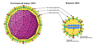 Ситуация с коронавирусом в россии продолжает ухудшаться, заболеваемость растет в 65 регионах страны. Virus Gepatita Delta Vikipediya