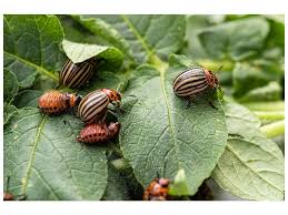 Image result for mospilan prodej