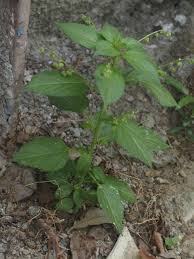 Image result for Micrococca mercurialis