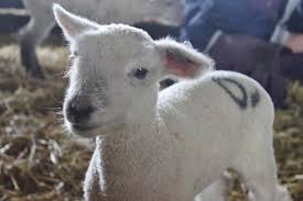 Vaccinating With Cdt Ohio Ag Net Ohio S Country Journal