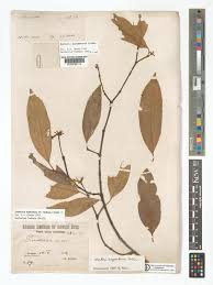 Image result for Hunteria umbellata