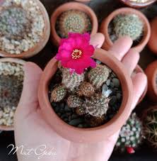 So pokok ini memang ada sentimental value.sebab dia yang beri pada noe. Petua Dan Tips Menjaga Pokok Kaktus Aku Sis Lin