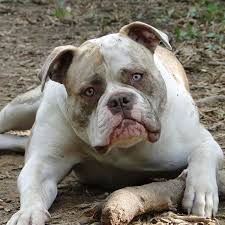 Welcome to johnson's english bulldogs. Bull Pull Kennels Female American Bulldogs Baltimore Pitbull Puppies For Sale American Bulldog Bulldog Breeds