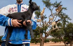 Learn about buying unlocked smartphones and how to unlock smartphones. Morocco Tourist Site Where Goats Climb Trees May Not Be All It Seems