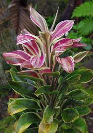 Cordyline Mini Hawaiian Flag Tropical Garden Unique Plants Paper Plants