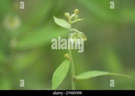 Image result for Tragia stipularis