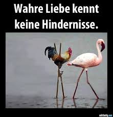 Wahre Liebe Kennt Keine Hindernisse Lustige Paare Zitate Witzige Bilder Spruche Lustig