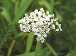 Image result for Achillea millefolium