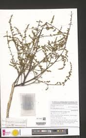 Image result for Pseudospondias microcarpa