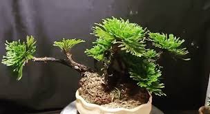 Image result for Selaginella tenerrima
